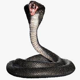 Cobra Snake Rigged 3D
